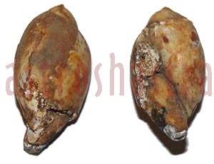 Heera Shankh 0251 27